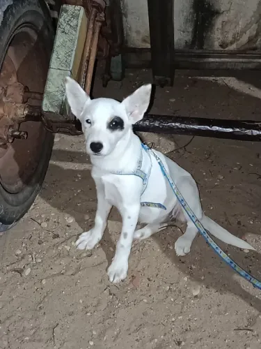 Vende-se filhote boadeiro australiano fêmea 