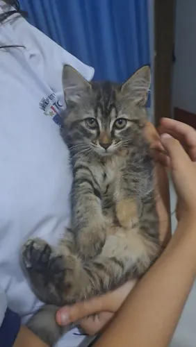 Gatinha para adoção