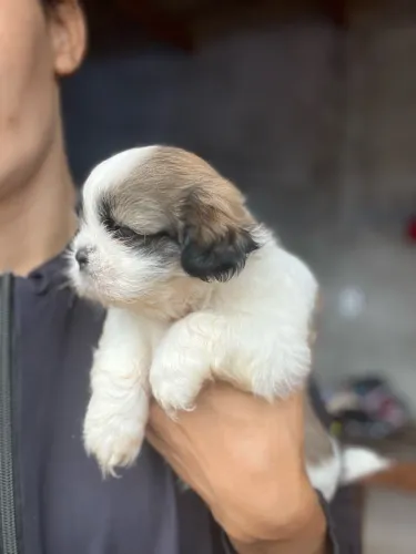 Filhote de shih tzu 
