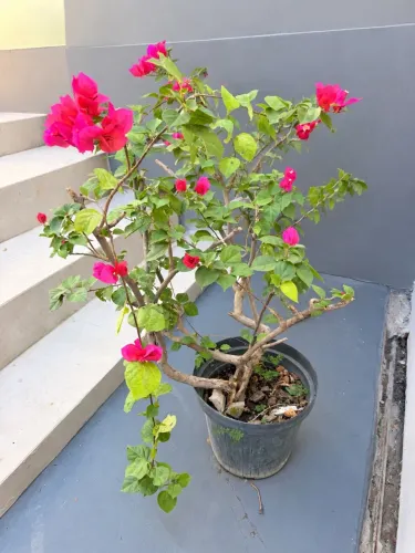 Bounganville rosa