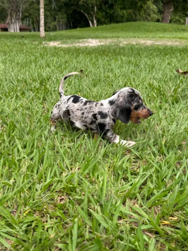 Dachshund Machos e Fêmeas 