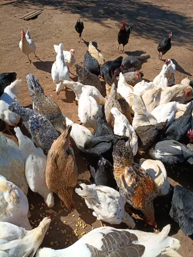 Lote galinhas caipiras,frangos e pintainhos