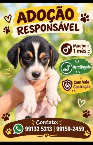 Adoção responsável