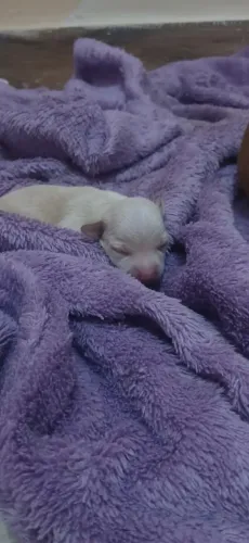 Cachorros 