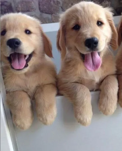 Filhote Golden Retriever, O amor que faltava na sua vida está te esperando!