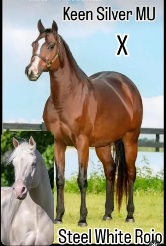 Égua matriz filha do Roxão