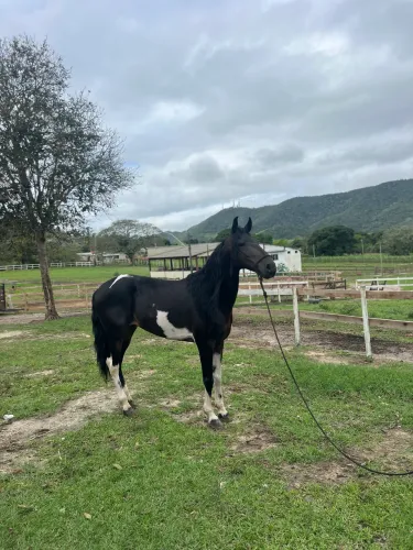 Cavalo Pampa marcha picada castrado