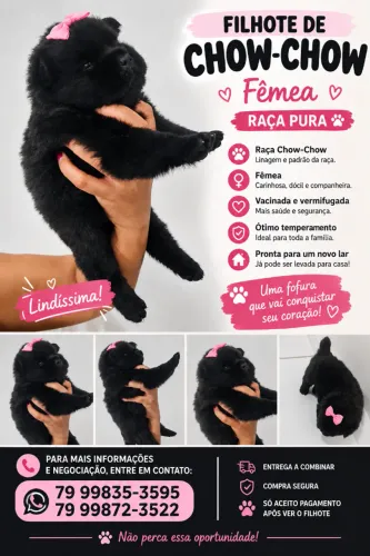 VENDO FILHOTE DE CHOW-CHOW (FÊMEA)