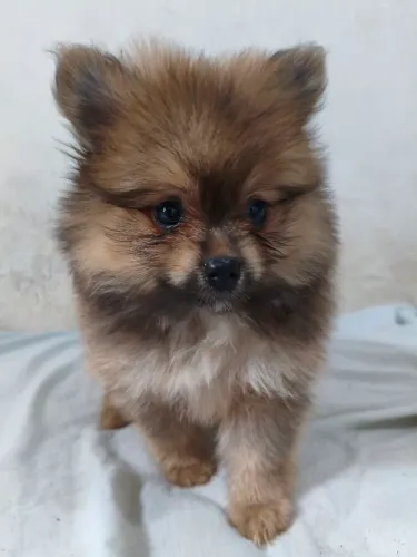 Lulu macho disponível