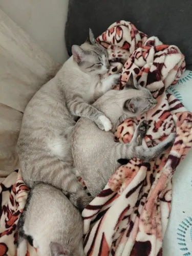 Animais