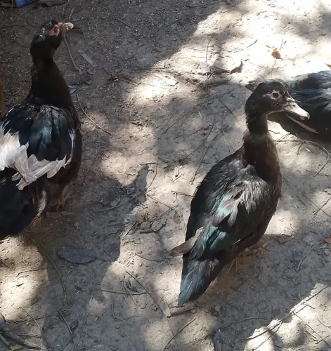 Casal de pato