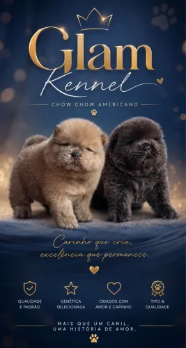 Filhotes Chow Chow Americano MACHOS