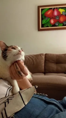 Gatinha para adoção