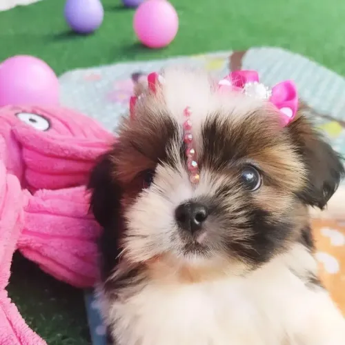 Shih Tzu O filhote perfeito para encher sua rotina de alegria