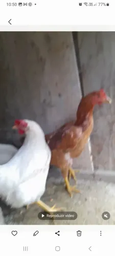 Galos e galinhas