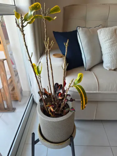 Planta para doação