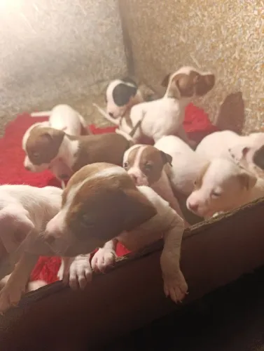 Vendo filhotes de Pitbull