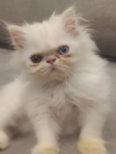 FILHOTES DE GATO PERSA BRANCO DISPONÍVEIS? ?
