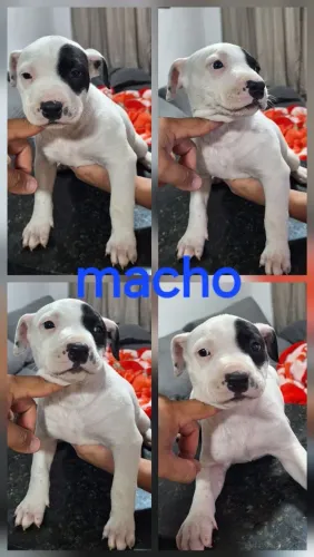 Cachorros