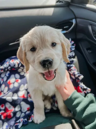 Golden Retriever Encontre o pet ideal para sua família