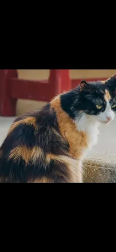 Gata fêmea