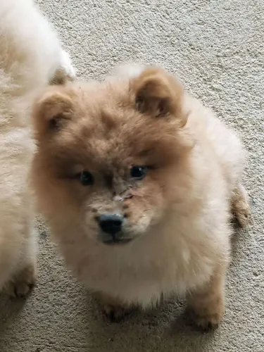 Filhotes de Chow Chow macho e fêmea