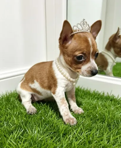 Pinscher Princesa Linda e Ativa