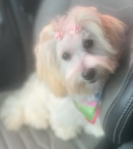 Poodle fêmea