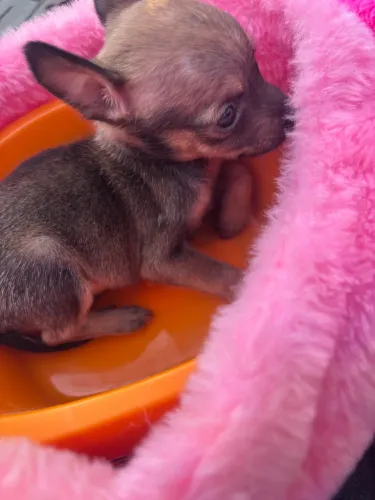 Pinscher fêmea 