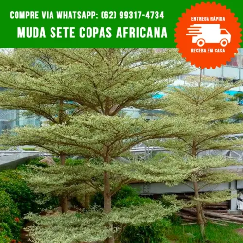 Mudas de Sete Copas Africana