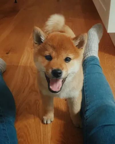 Shiba Inu Filhotes na Cor Red