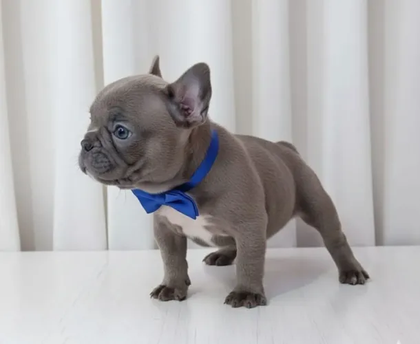 Bulldog Francês Disponível Para Reserva 