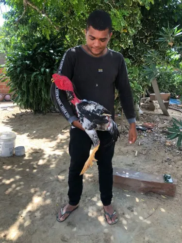 OVOS férteis de polaco gigante e índio gigante