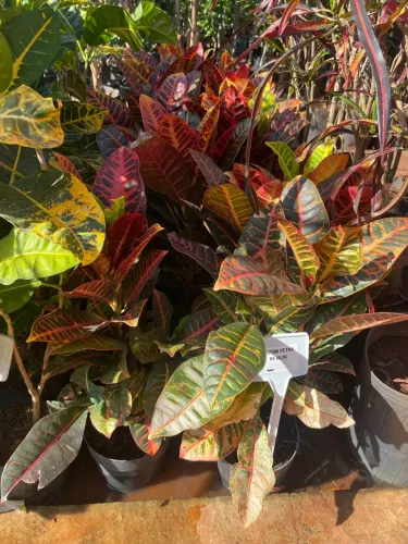 Crotón Petra - Linda planta ornamental
