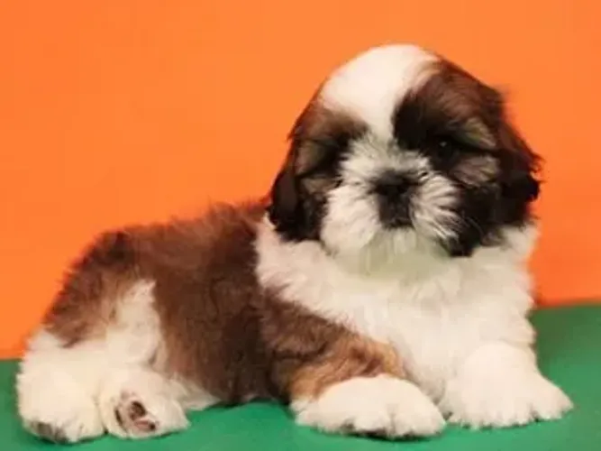 Shih-Tzu Mini Branco e Caramelo Fêmea - Doce, Leal e Muito Brincalhona!