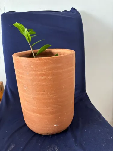 Zamioculca em vaso cerâmico 