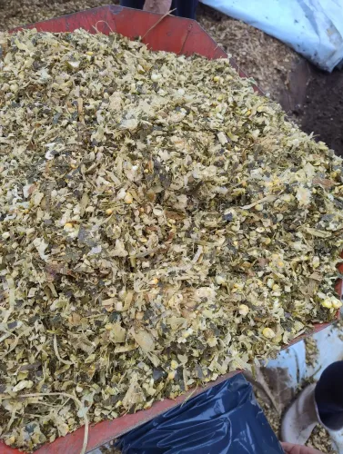 Silagem de Milho ensacada,faça seu pedido q entregamos em Barbacena e região 