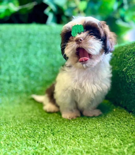 filhote Shih Tzu, O amor verdadeiro é peludo e adora brincar!