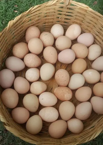 Ovos de Rodilan e caipira R$ 20,00 a Dúzia.