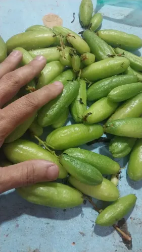 Mudas de biribiri 