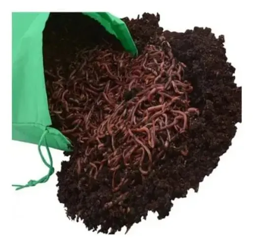 1000 minhocas californianas p. Compostagem
