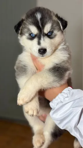 Husky Siberiano - Olhos Azuis preto