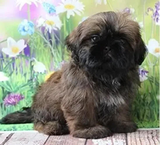Shih-Tzu Fêmea Red: Amor e Lealdade em Um Só Filhote!