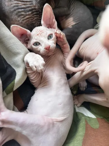 Gatos Sphynxs filhotes
