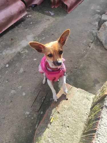 Cachorrinha Pincher ?