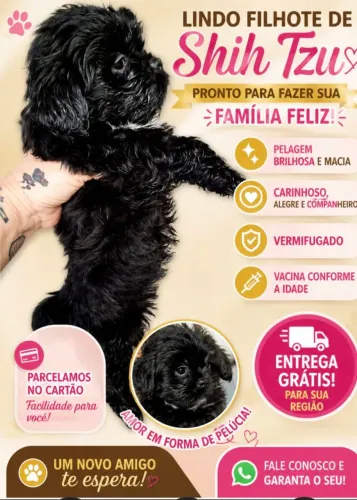 Filhotes pet