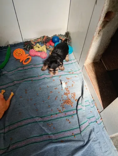 Yorkshire filhote macho