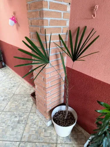 Palmeira ráfia