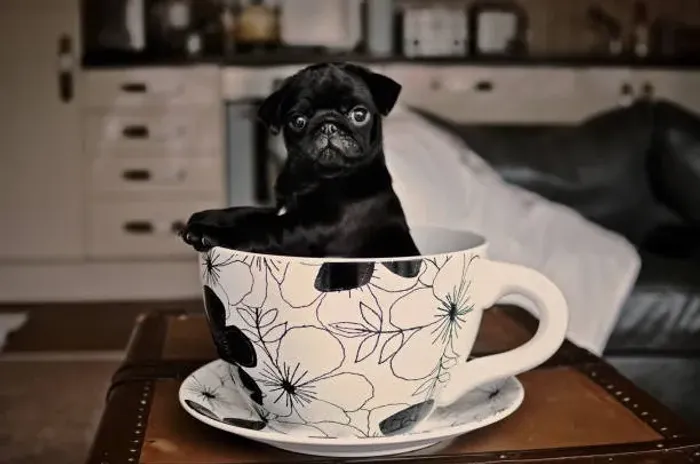 Pug Filhote O Pequeno Parceiro Para Todos os Momentos