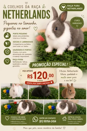 Mini coelho Netherlands Promoção ?